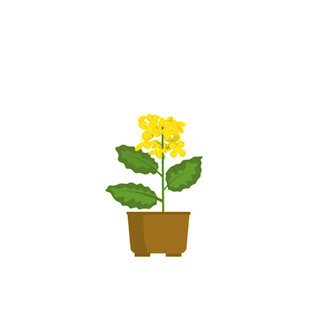 黄色油菜花元素生长过程GIF动态图